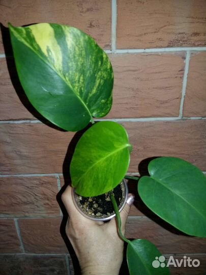 Монстера желтая yellow splash, парадизо верде