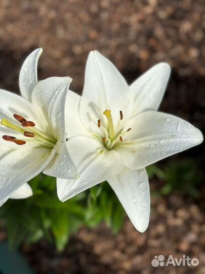 Лилии зимостойкие