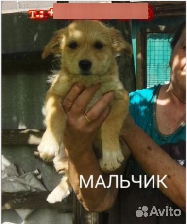 Щенки метисы, не крупные, 3 мес. и котик