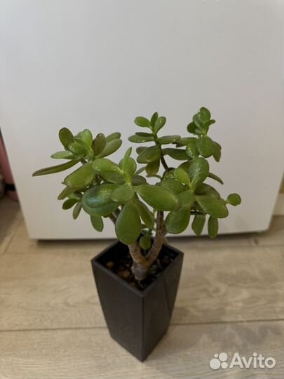 Денежное дерево толстянка крассула