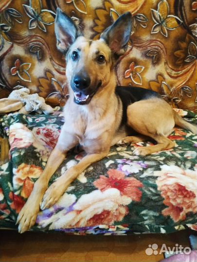 Молодая собака Рона в добрые руки