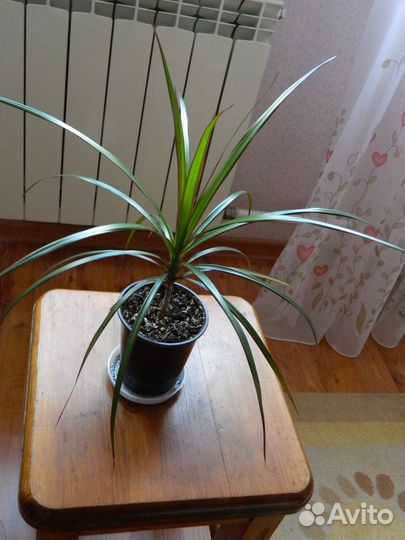 Фикус биколор