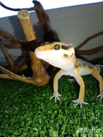 Геккон эублефар