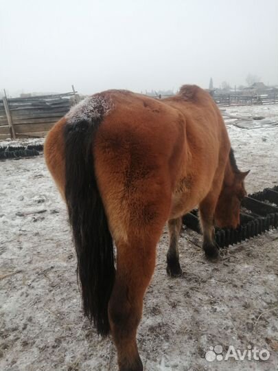 Кобыла в круг обученная спокойная