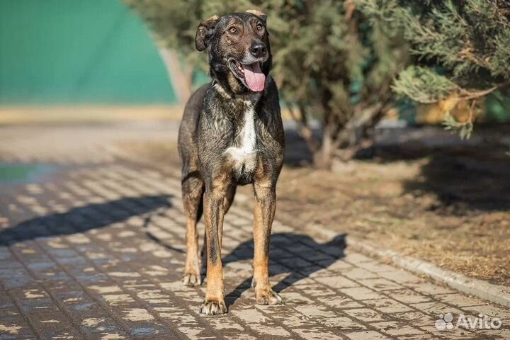 Собака в добрые руки Дунай