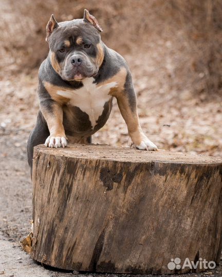 Американский булли вязка