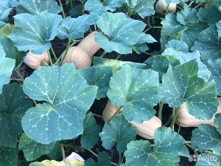 Тыква матильда