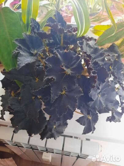 Бегония черная мамба