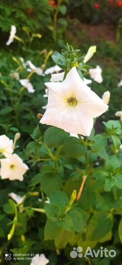 Петуньи многолетние