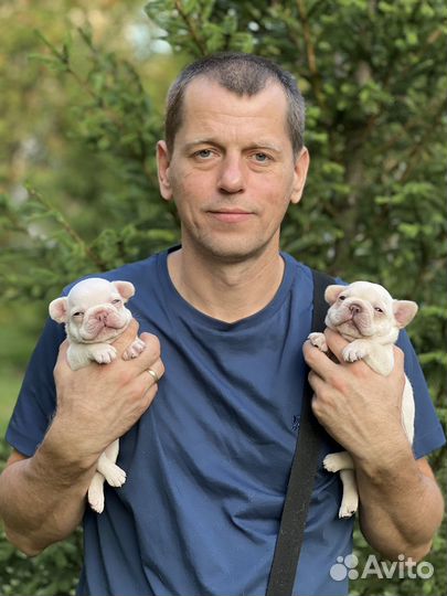 Щенки французского бульдога