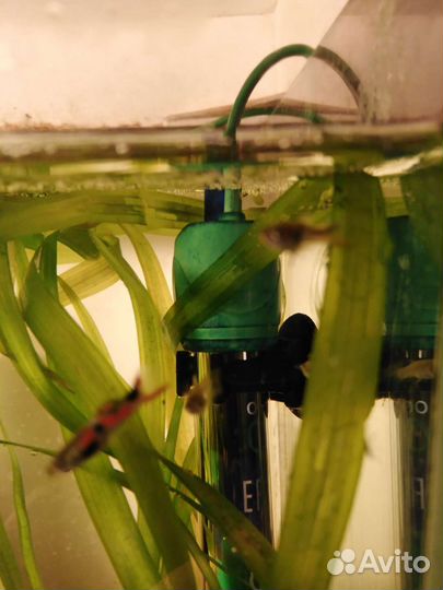 Аквариумные рыбки гуппи Эндлера