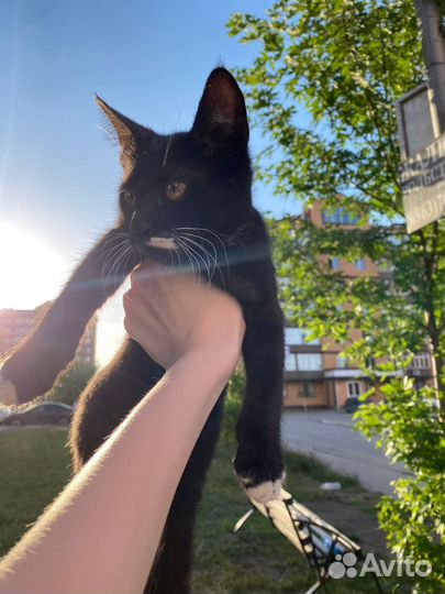 Кошки в добрые руки