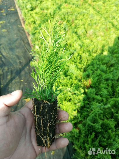 Саженцы туй смарагд