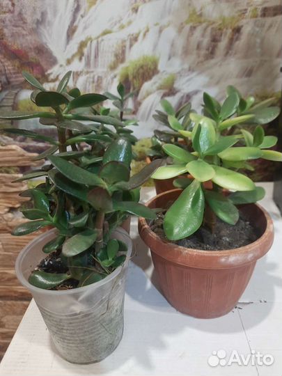 Толстянка Крассула (или денежное дерево)