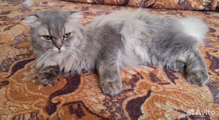 Кот в дар