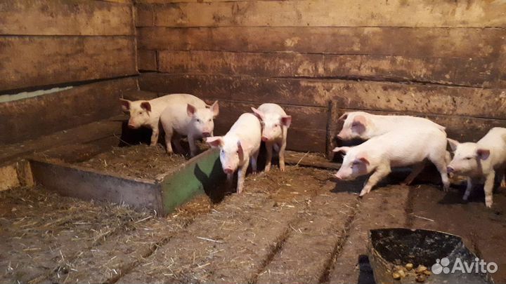 Поросенок ландрас