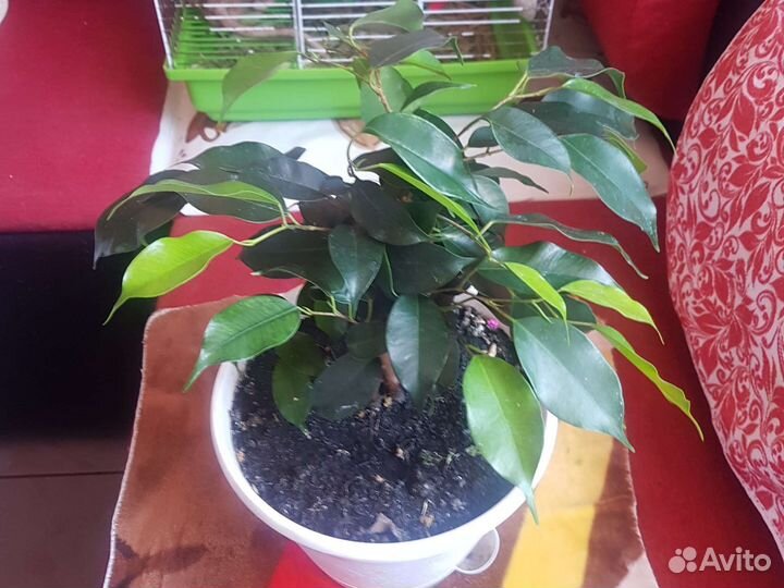 Бенджамина