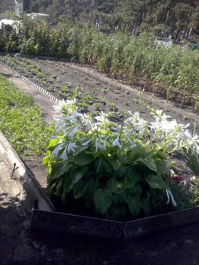 Дача 30 м² на участке 9 сот.