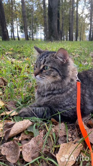 Кошечка подросток в добрые руки
