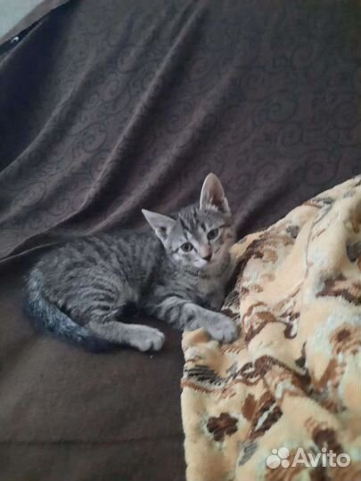 Котята в дар бесплатно