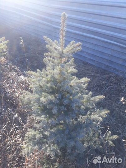 Ель голубая, лиственница, кедр, пихта. Сеянцы