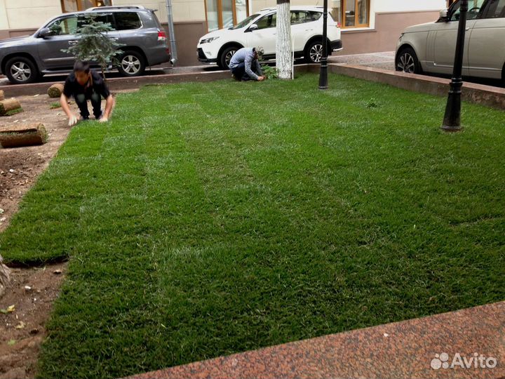 Рулонный газон под ключ