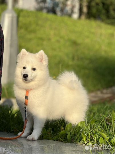 Щенки Японского шпица