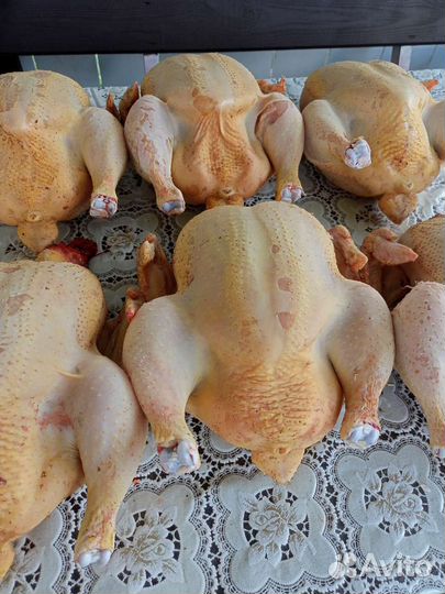 Домашнее мясо кур
