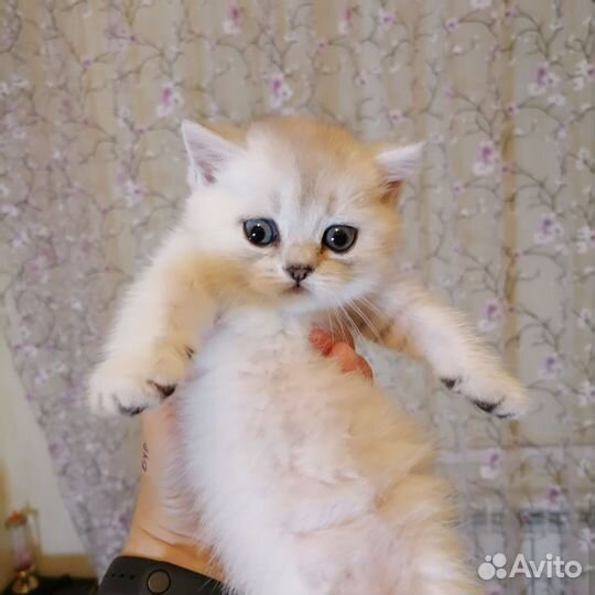 Британчики- шиншиллы