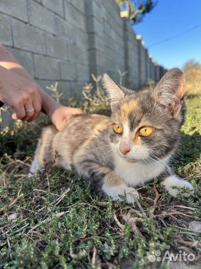 Котёнок