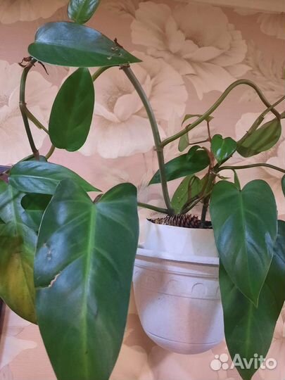 Филодендрон