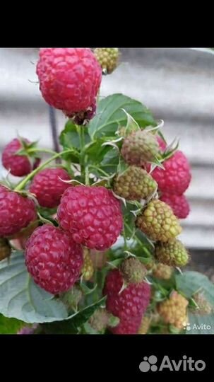 Саженцы малины