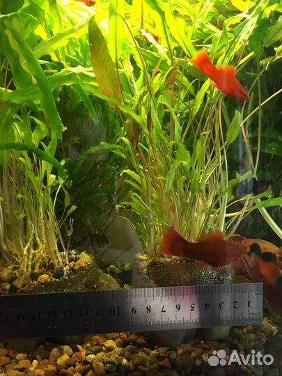 Криптокарина Вендта в большом горшочке с грунтом