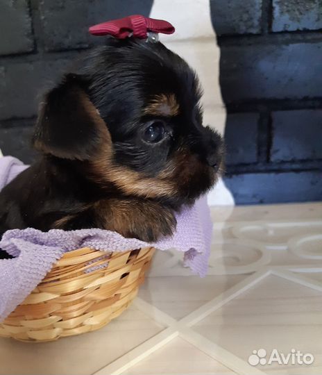 Йоркширский терьер щенки