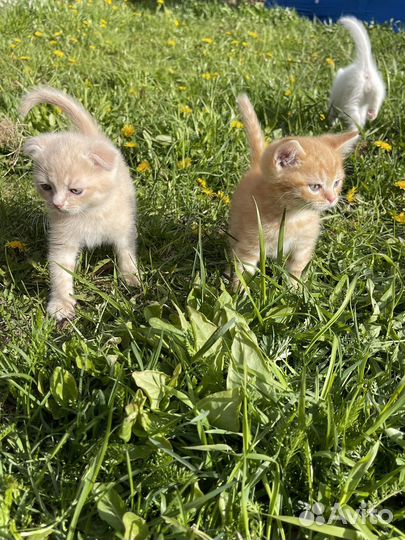 Котята