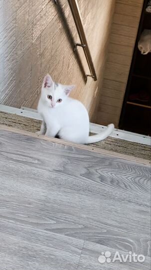 Котенок в добрые руки