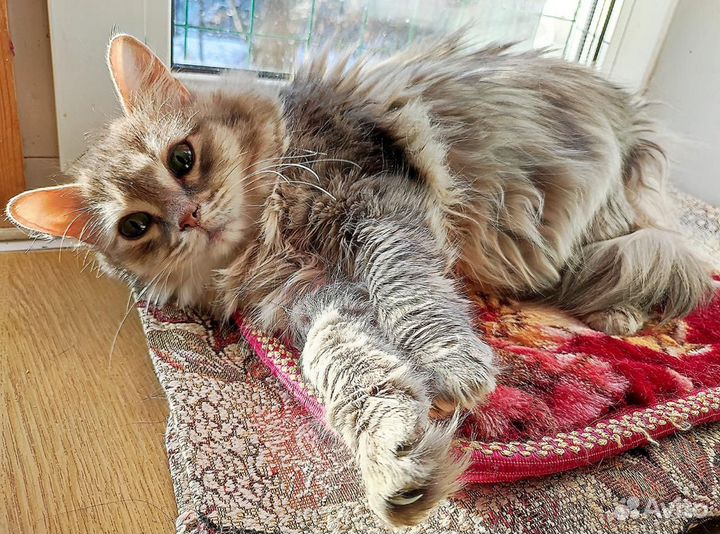 Сибирская Кошка Сапфира в добрые руки