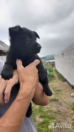 Немецкая овчарка