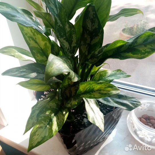 Комнатные цветы