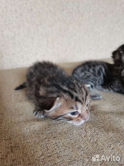 Бенгальские котята