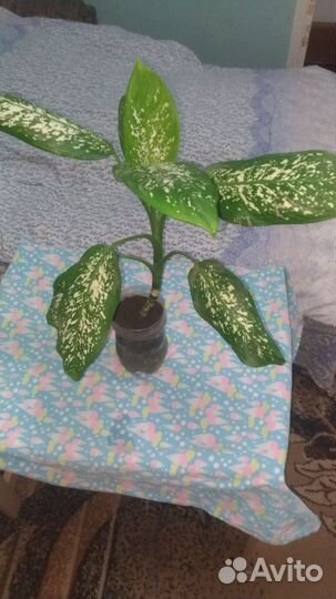 Дифенбахия