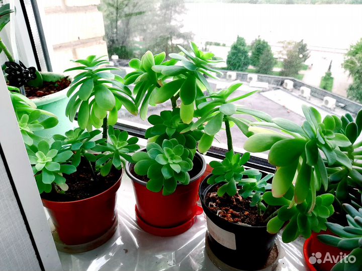 Редкие растения