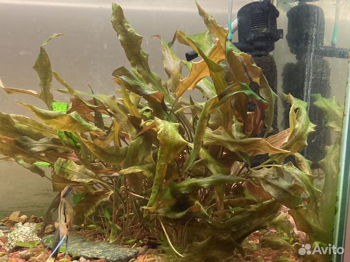 Аквариум со всем содержимым и рыбками