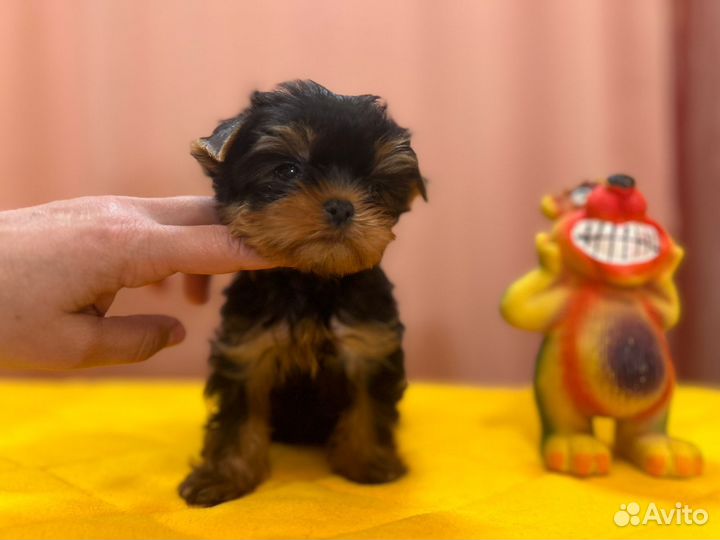 Йоркширский терьер мини