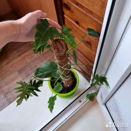 Сортовые филодендроны