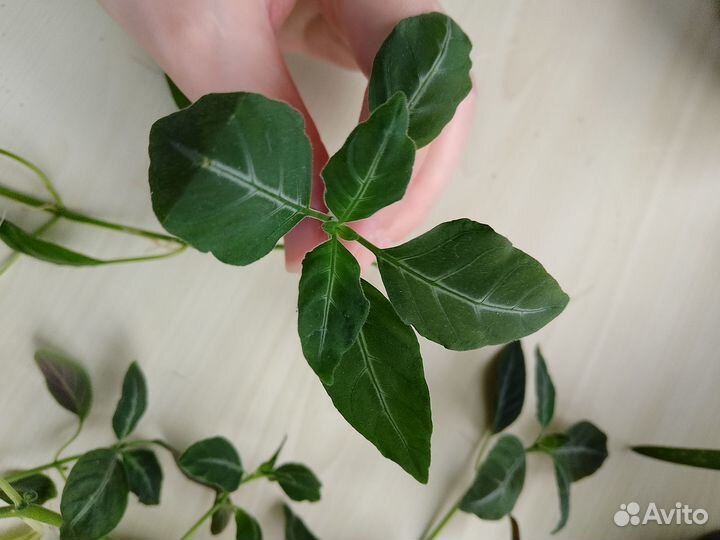 Комнатные цветы отростки