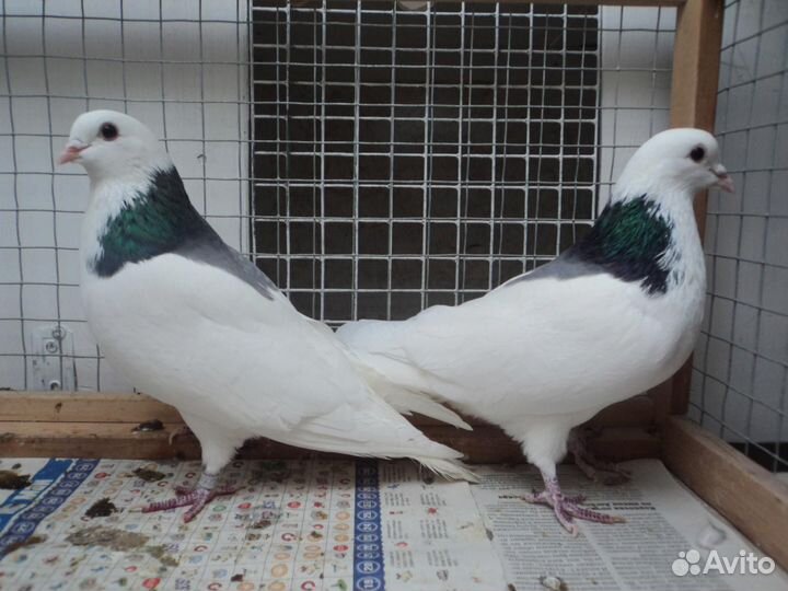 Пермские высоколетные гривуны