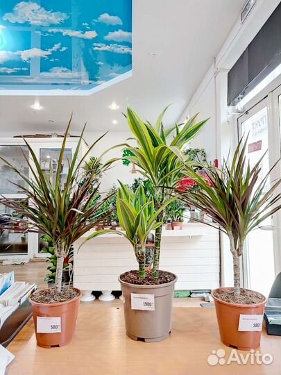 Драцена маргината с Доставкой пальма