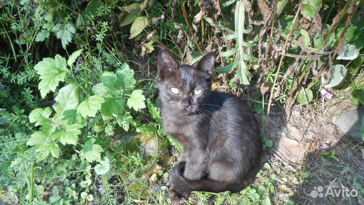 Красивые котята ищут своих маму и папу