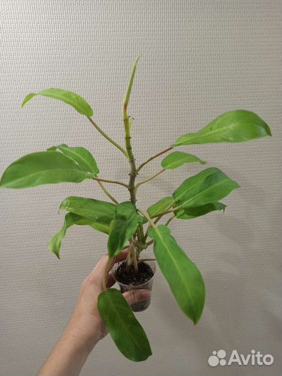 Филодендрон Тай Санрайз